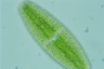 Netrium digitus