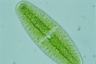 Netrium digitus