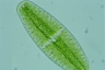 Netrium digitus