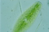 Netrium digitus