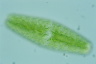 Netrium digitus