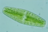 Netrium digitus