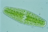 Netrium digitus