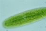 Netrium oblongum