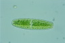 Netrium digitus