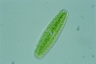 Netrium digitus