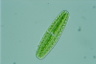 Netrium digitus