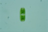 <i>Penium polymorphum</i> Perty, 