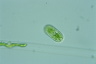 Cylindrocystis