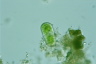 Cylindrocystis