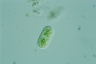 Cylindrocystis