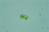 Cylindrocystis