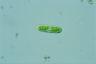 Cylindrocystis