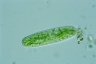 Netrium oblongum