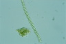 Sphaerozosma granulata