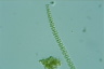 Sphaerozosma granulata