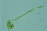 Sphaerozosma granulata