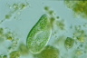 Paramecium bursaria