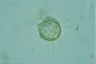 Acanthocystis turfacea