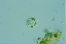 Acanthocystis