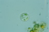 Acanthocystis