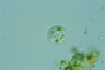 Acanthocystis