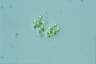 Chroococcus