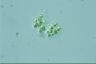 Chroococcus