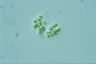 Chroococcus