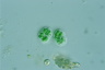 Chroococcus