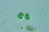 Chroococcus