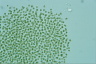 Microcystis