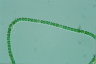 Anabaena