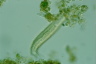 Chaetonotus zelinkai