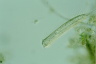 Chaetonotus zelinkai