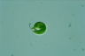 Euglena mutabilis