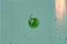 Euglena mutabilis