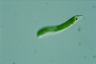 Euglena mutabilis