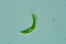 Euglena mutabilis