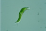 Euglena mutabilis