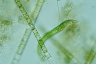 Euglena mutabilis