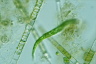 Euglena mutabilis