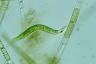 Euglena mutabilis