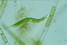 Euglena mutabilis