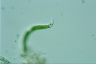 Euglena mutabilis