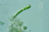 Euglena mutabilis