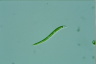 Euglena mutabilis