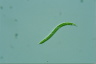 Euglena mutabilis