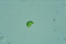 Euglena