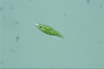 Euglena